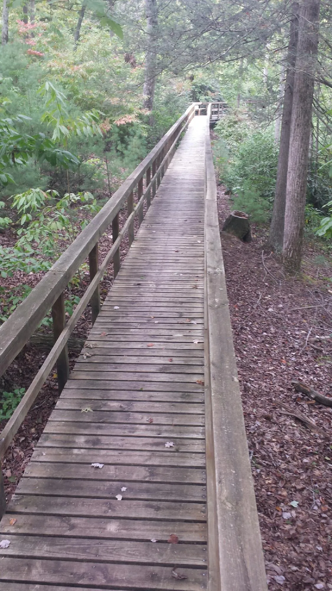 Long wood walkway with handrails built through the woods in Celina